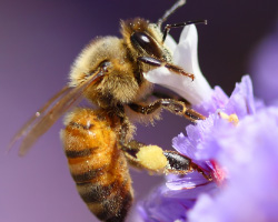 A bee pollinating a purple flower blossom.