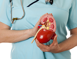A nurse holding a plastic model of a kidney in her hand.