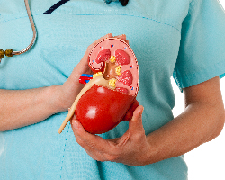Close-up of a doctor holding an anatomical model of a kidney